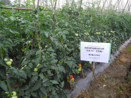 市農科院蔬菜專家到武隆指導高山蔬菜生產與試驗